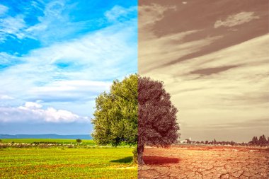 İklim değişikliği kavramı, kurak toprakların ağaç değişimine etkisini gösteren küresel ısınma kavramının görüntüsü. İklim değişikliği ölü toprak. 