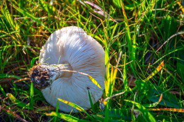 Çimlerin arasında beyaz mantar. Mantar sporları. Yazma alanı
