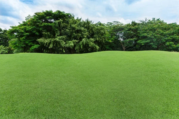 green lawn and tree