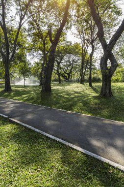 Ağaç dalı yeşil çim ve sprink gölgesi ile bisiklet yolu