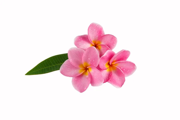 Flor Frangipani Aislada Sobre Fondo Blanco — Foto de Stock