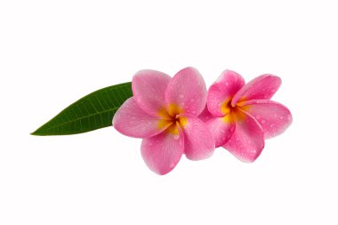 Beyaz arkaplanda izole Frangipani çiçeği