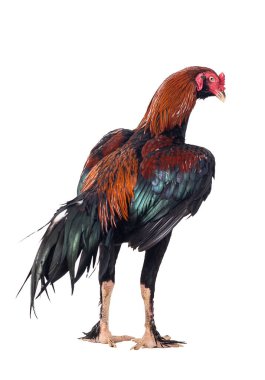 Beyaz arka planda izole edilmiş dövüşçü horoz