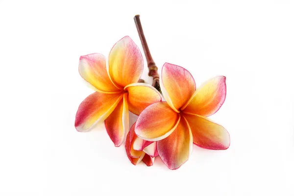 Flor Frangipani Isolada Sobre Branco — Fotografia de Stock