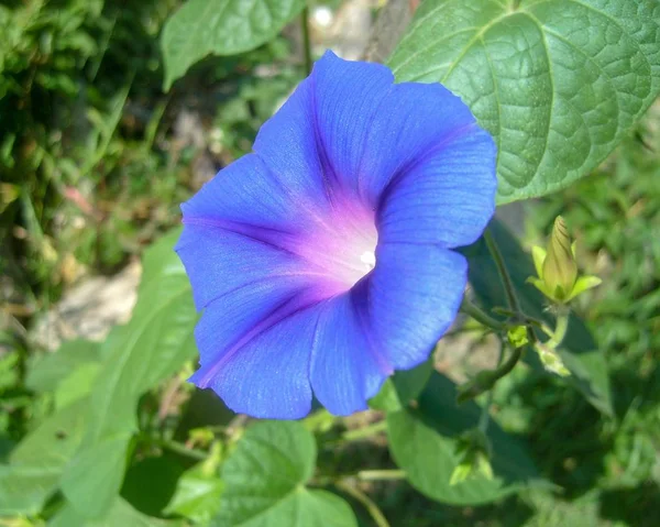 Niebieski Bindweed Kwiat Tle Ogrodu — Zdjęcie stockowe