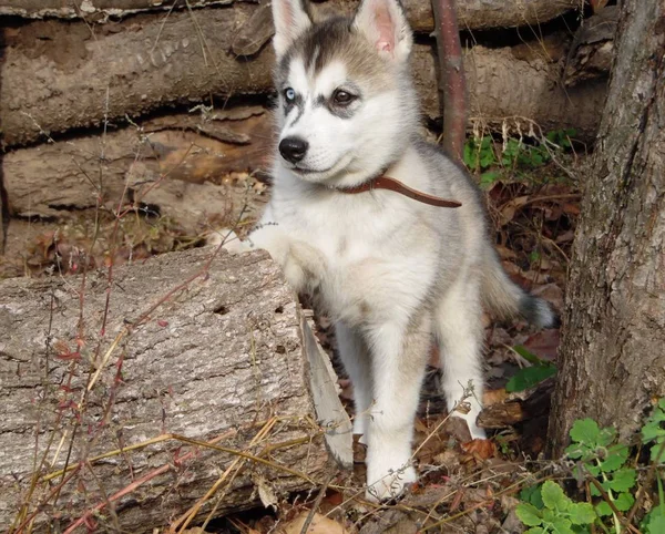 Husky Puppy Voor Een Wandeling Herfsttuin — Stockfoto