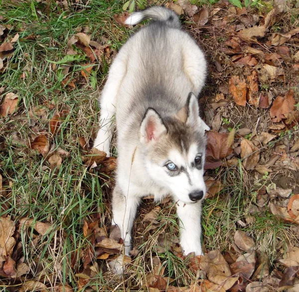 秋の庭で散歩のためのハスキー子犬 — ストック写真