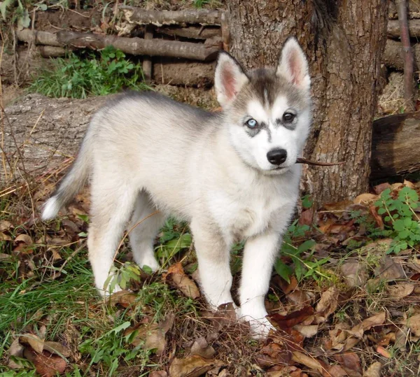 Husky Štěně Procházku Podzimní Zahradě — Stock fotografie