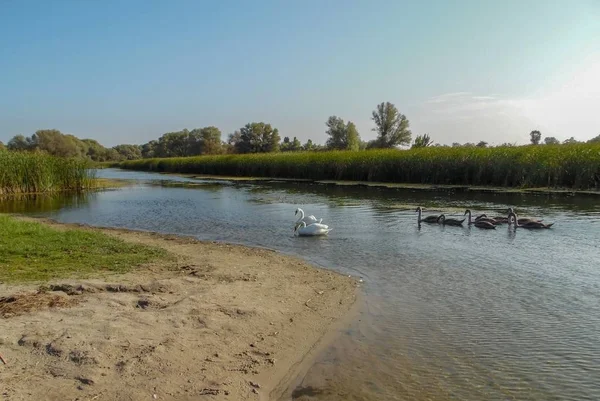 Schwanenfamilie Vor Dem Hintergrund Der Flusslandschaft — Stockfoto