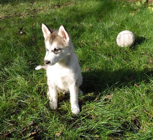 마당에 허스키 강아지 — 스톡 사진