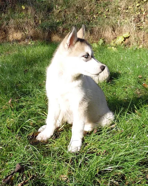 Husky Puppy Staat Een Grasveld Achtergrond — Stockfoto