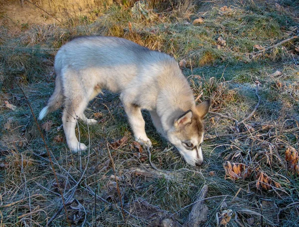 Güz Bahçesinde Yürüyüş Için Iri Köpek Yavrusu — Stok fotoğraf