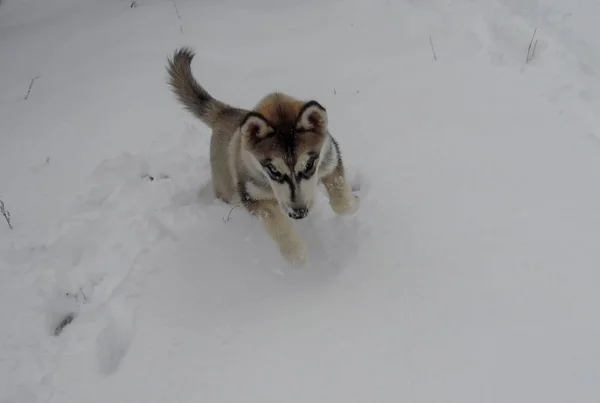 Husky Puppy Wandelen Eerste Sneeuw — Stockfoto