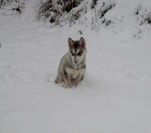 Husky Cachorro Caminando Primera Nieve — Foto de Stock