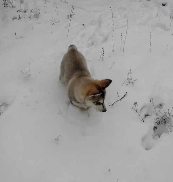 Chiot Husky Marchant Sur Première Neige — Photo