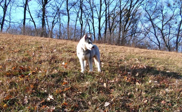 Husky Cachorro Para Paseo Jardín Otoño — Foto de Stock