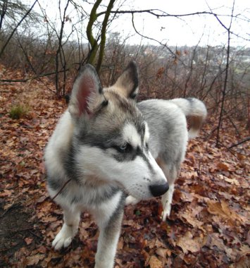 Güz bahçesinde yürüyüş için iri köpek yavrusu.