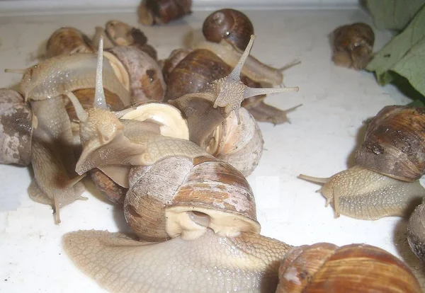 Snigel Och Snigel Äta Gurkor Och Banana Peel — Stockfoto