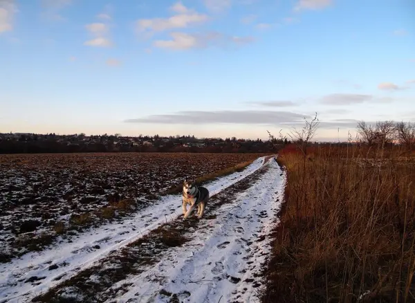 Husky Köpeği Kharkov Ukrayna Manzaralı Bir Kışın Arka Planında Yürüyor — Stok fotoğraf