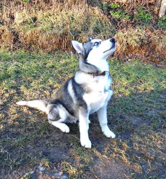 Tenyésztett Kiskutya Husky Sétál Téli Kertben — Stock Fotó