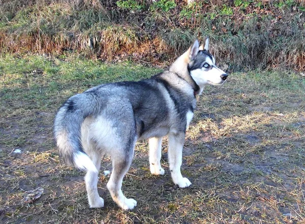 Εκτρέφονται Κουτάβι Husky Βόλτες Στο Χειμερινό Κήπο — Φωτογραφία Αρχείου