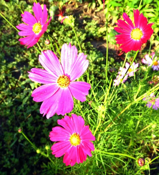 Fleur Rouge Vif Sur Fond Jardin — Photo