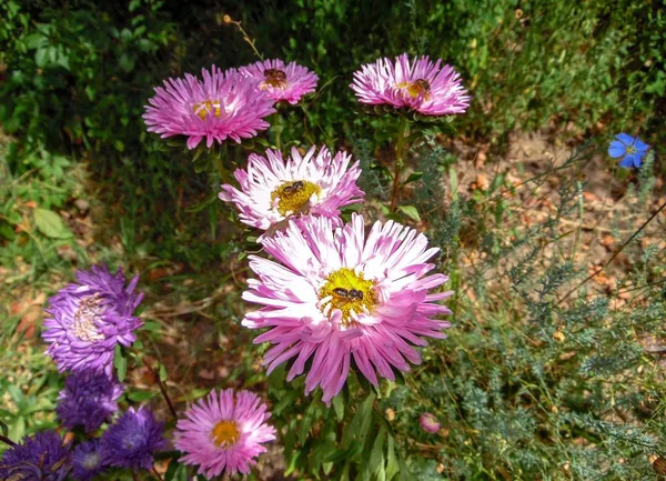 Różowe Chryzantemy Kwiaty Tle Letniego Ogrodu Kwiatów Aster Niebieski Kwiat — Zdjęcie stockowe
