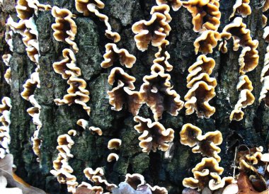 Bir arka plan olarak meşe kütüğü parlak çeşitlilikte mantar ile kaplanmış