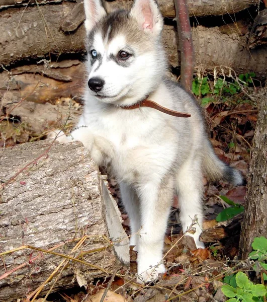 Cachorrinho Husky Passeio Jardim Outono Close — Fotografia de Stock