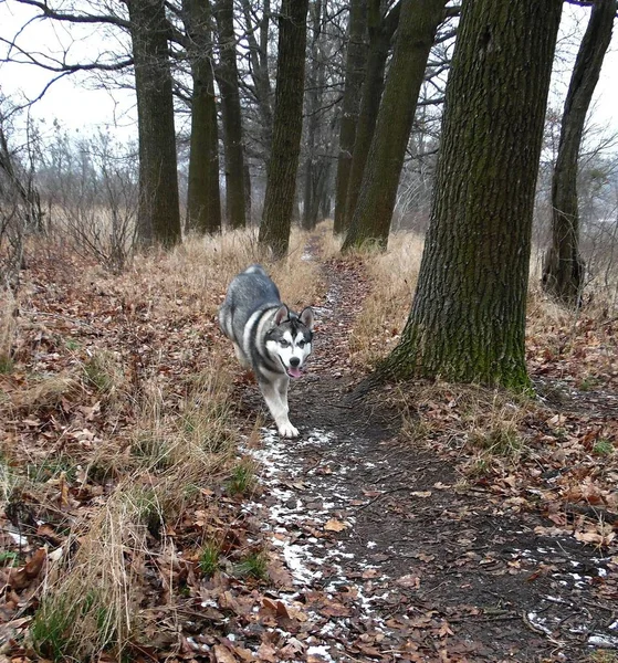 冬の森の中をウソつきの犬が歩く — ストック写真