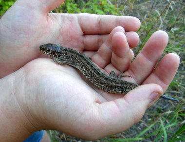 Bir çocuğun avuçlarında büyük bir kertenkele. Arka planda, yakın plan.