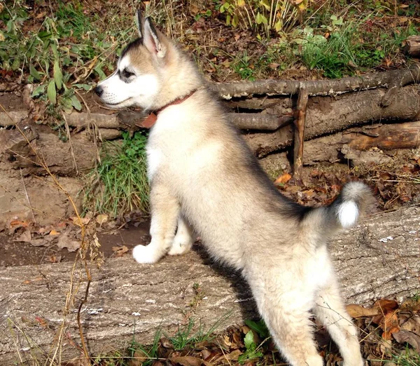 Husky Filhote Cachorro Pulou Log Enquanto Caminhava Jardim Outono — Fotografia de Stock