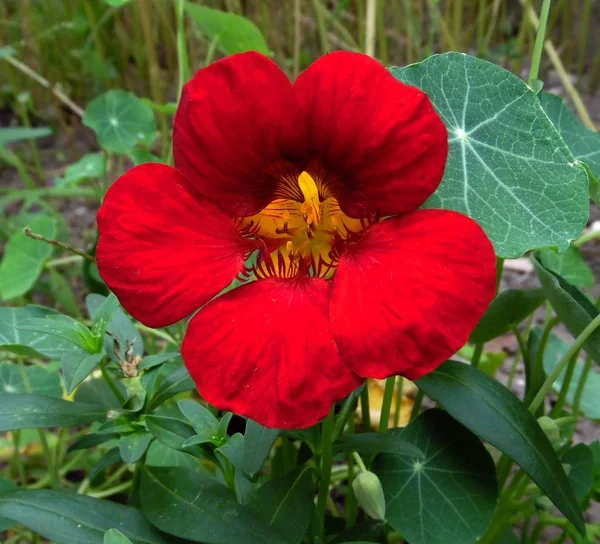 Flor Color Rojo Brillante Sobre Fondo Jardín — Foto de Stock