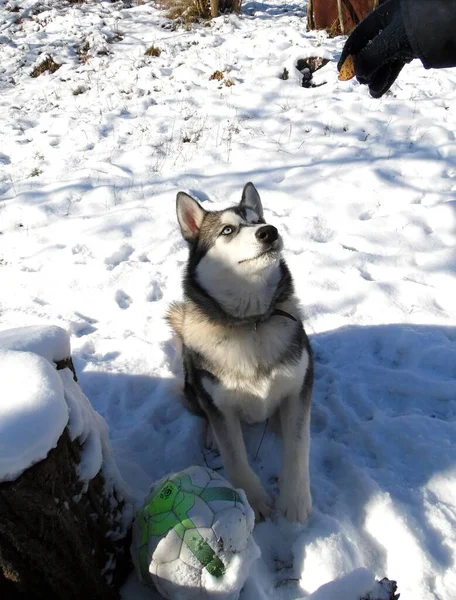 Husky Σκυλί Εκτελεί Μια Ομάδα Κάθονται Ένα Φόντο Ενός Χειμερινού — Φωτογραφία Αρχείου