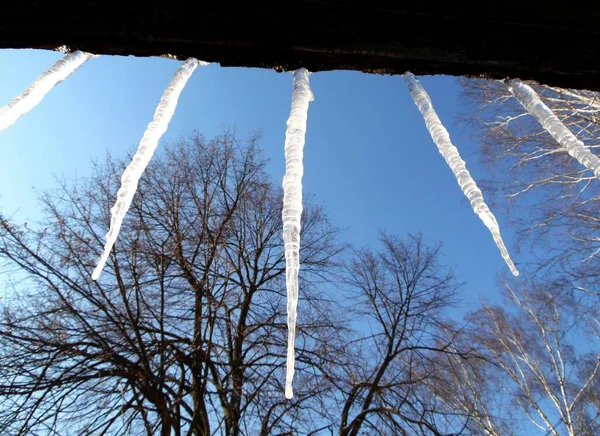 Closeup View Icicles Background Winter Trees Blue Sky — 스톡 사진