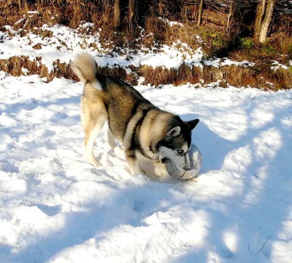 Husky Hond Wordt Gespeeld Met Een Bal Een Winter Besneeuwde — Stockfoto