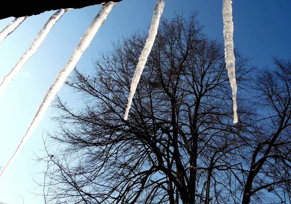 Closeup View Icicles Background Winter Trees Blue Sky — 스톡 사진