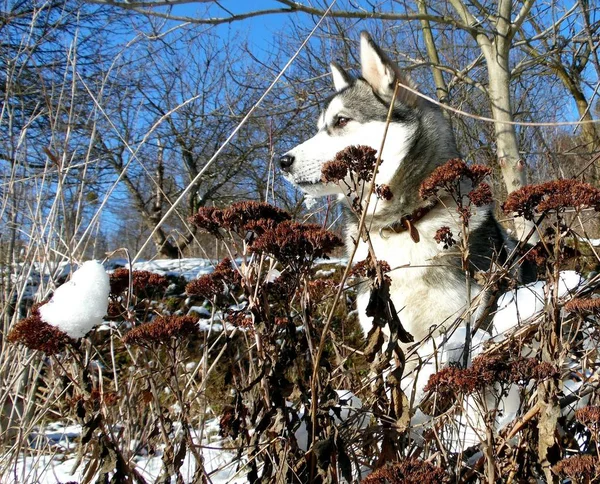 Husky dog performs a team sit on a background of a winter garden