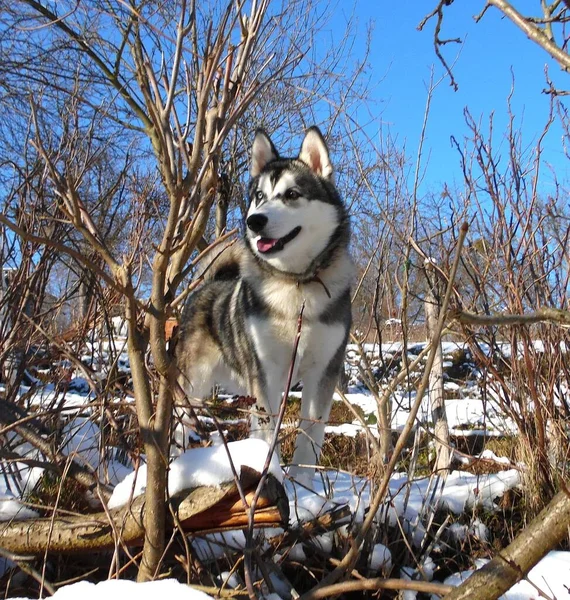 冬の雪の庭を歩くハスキー犬 — ストック写真