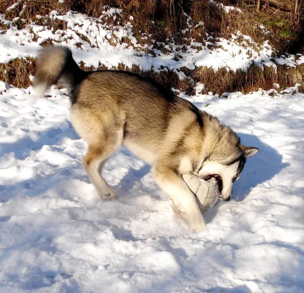 Husky Hond Wordt Gespeeld Met Een Bal Een Winter Besneeuwde — Stockfoto
