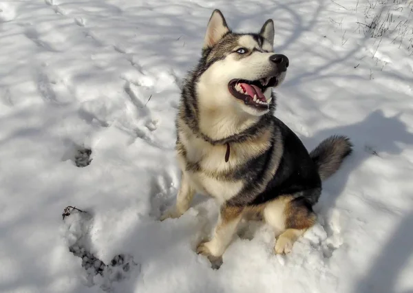 Husky Hond Wandelingen Winter Besneeuwde Tuin — Stockfoto