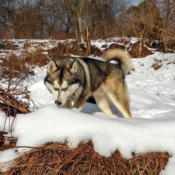 Husky Hond Prooi Een Veldmuis Tussen Sneeuw Een Wintertuin — Stockfoto