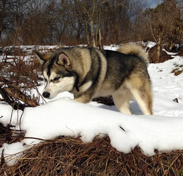 Husky Dog Preys Field Mouse Snow Winter Garden — 스톡 사진