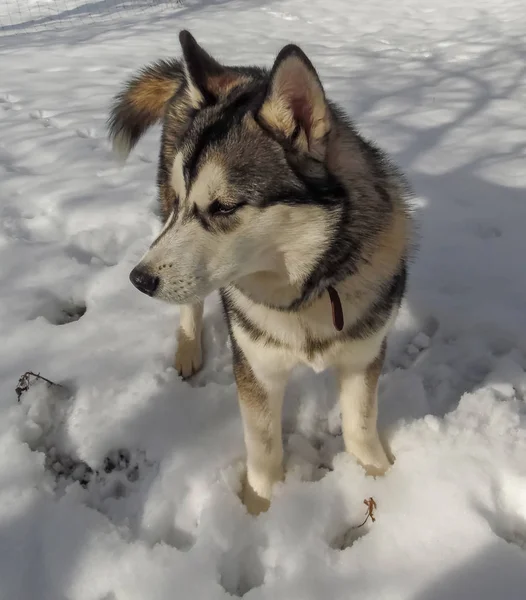 Husky Σκυλί Βόλτες Στο Χειμερινό Χιονισμένο Κήπο — Φωτογραφία Αρχείου