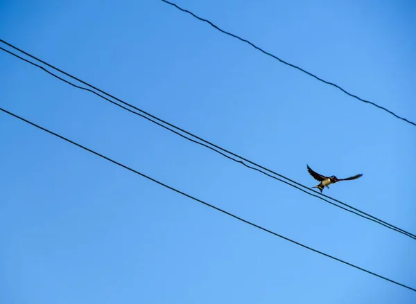 Vogelschwalbe Sitzt Drähten Vor Blauem Himmel — Stockfoto