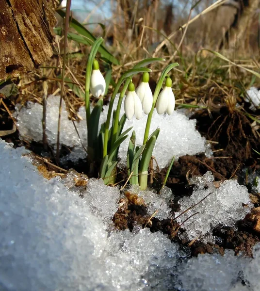 White Snowdrops Sprout Snow Spring Garden 图库图片