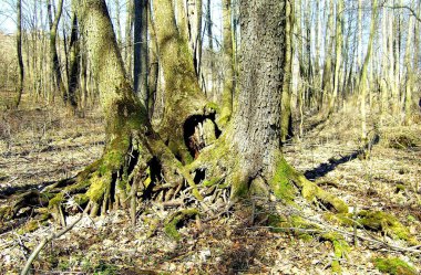  Üç eski büyük meşenin köklerini bahar ormanının arka planına bağlamak.