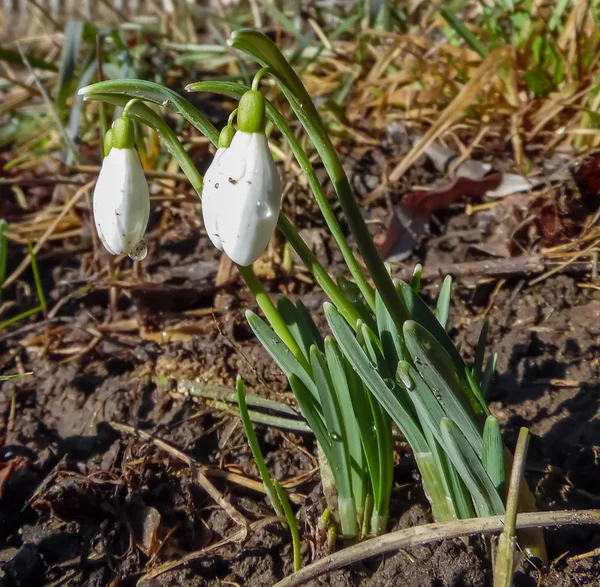 Gotas Neve Brancas Crescem Jardim Início Primavera — Fotografia de Stock