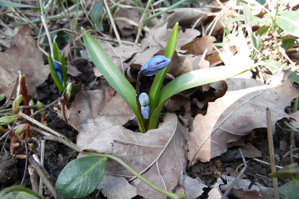 Sprout Blue Snowdrop Sprouts Fallen Oak Leaves Early Spring — Stock Photo, Image