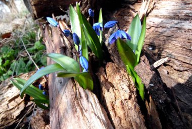İlkbaharın başlarında düşen bir meşe ağacında kar damlaları filizlenir.